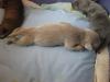 Molly pup 092611-12